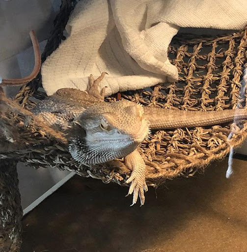 Dragon's Diet - Visual