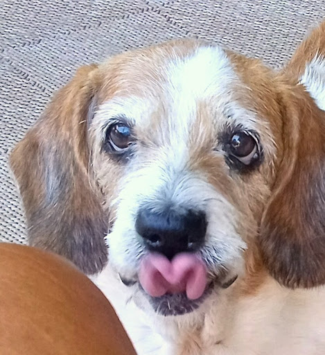 Pet Dental Specialists Gallery - United States
