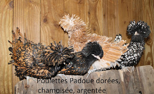 Photo n°22 de les poules de luxe à Montarnaud (Pension pour chevaux)