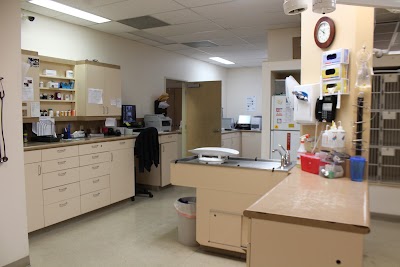 Photos of The Cat Doctor