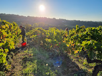 Chateau DEUMIÉ à Ventenac-Cabardès