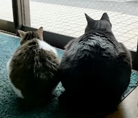 ケアコミュニティ 座間のわっか