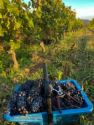 Photo n°38 de CHATEAU GUIBEAU à Puisseguin (Château)