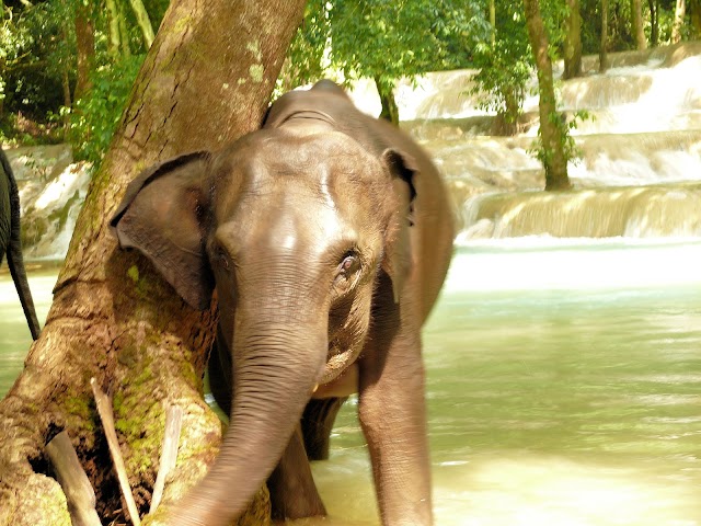 Tad Sae Waterfall