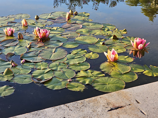Rosaleda del Parque del Oeste - Thumbnail