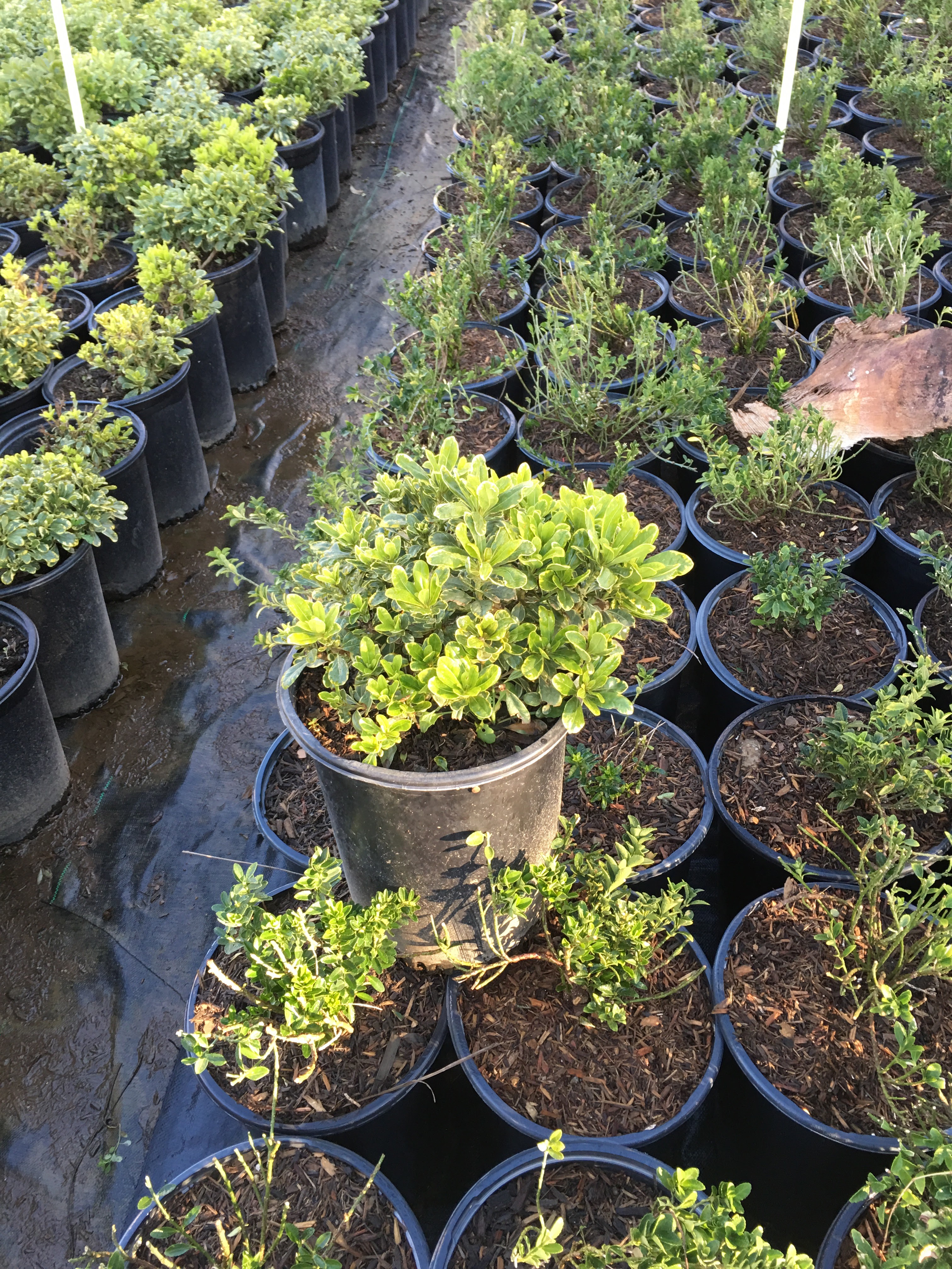 Quality Growers, Inc.