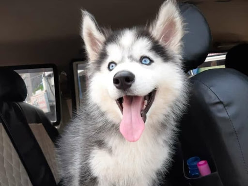 🐺 Siberian husky wolly coat male puppy available in indore mp. post image