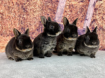 La Charmante Basse Cour à La Neuville