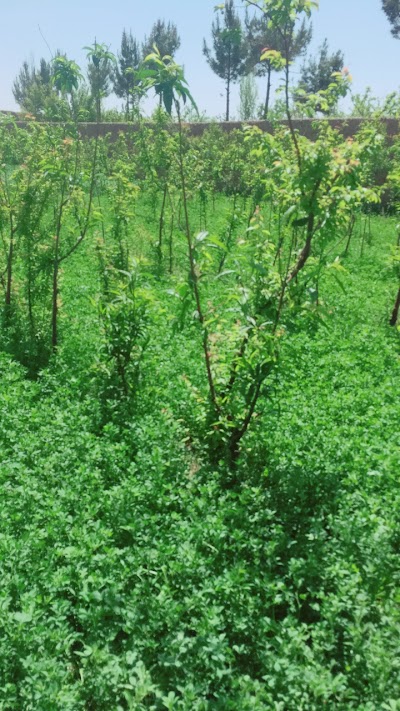 Noorzai brothers garden