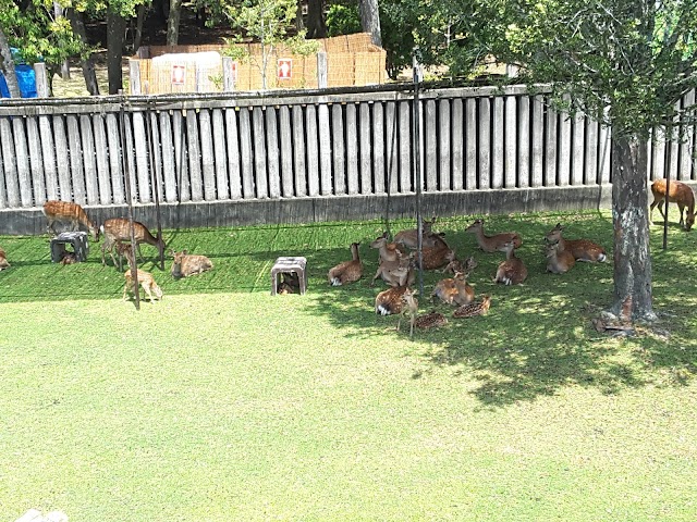 Nara Park