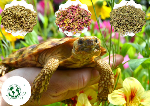 Hever Tortoise World - Thumbnail