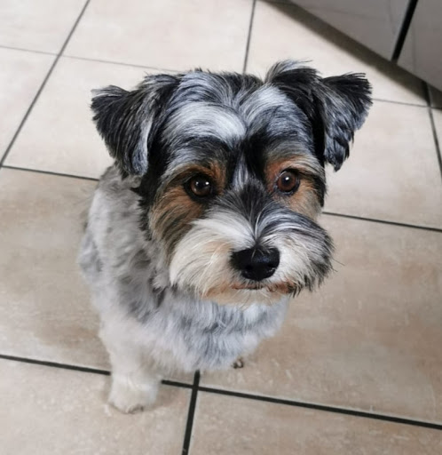 Daniel's Hundesalon - Thumbnail