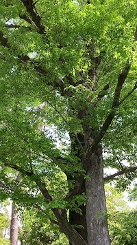 にこ鍼灸治療室 寺町二条