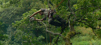 ARBOREAL ÉLAGAGE à Mondonville