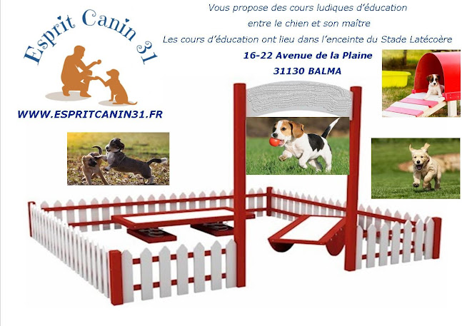 Esprit Canin 31