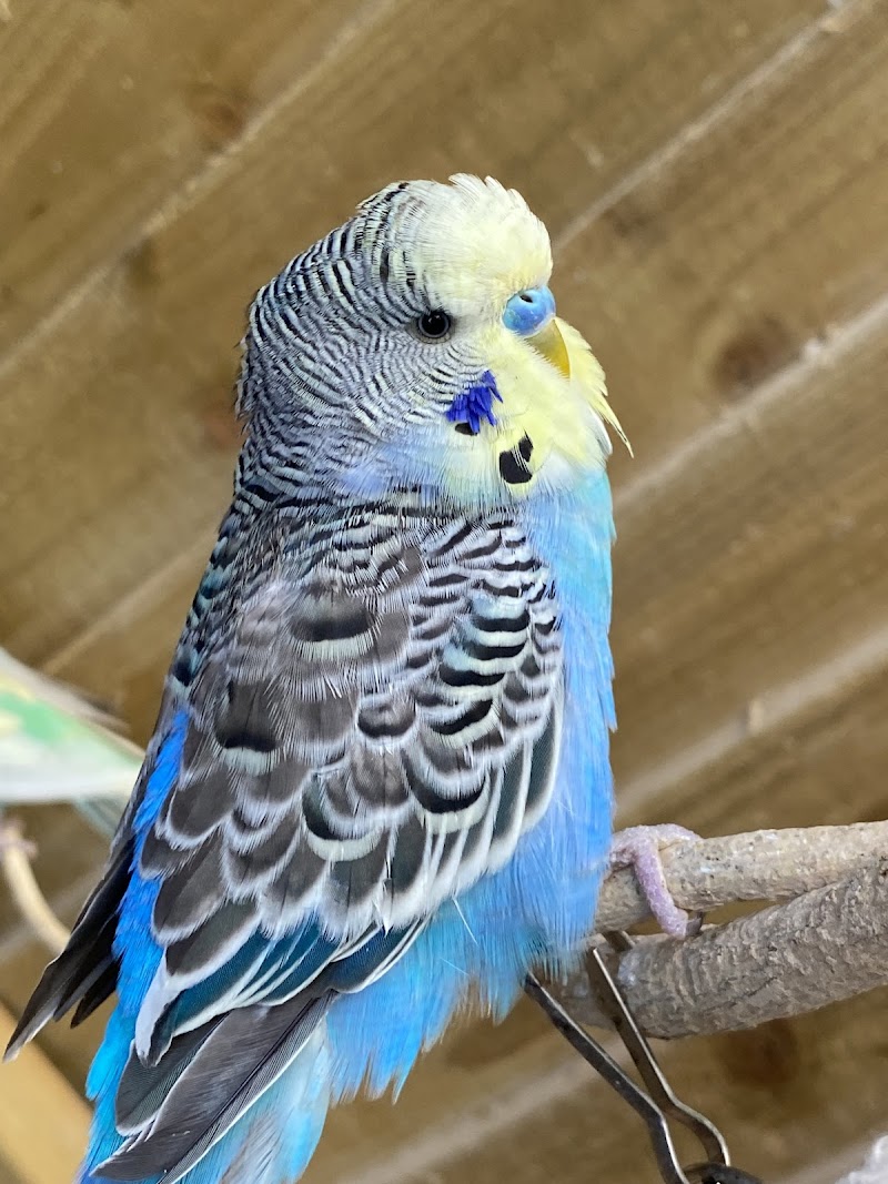 Salisbury Budgies photo 2