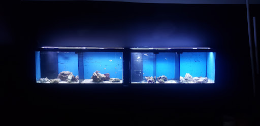 Sweet's Saltwater - Thumbnail