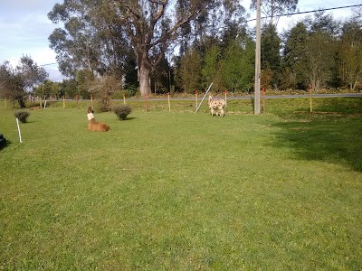 Photos of Parque de Entretenciones Cortocircuito