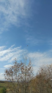 美瑛印象派油彩の庭