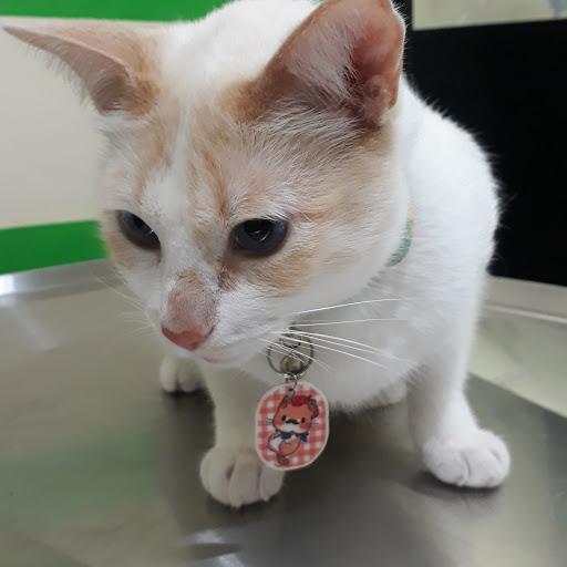 Clínica Integral Veterinaria Santa Lucía