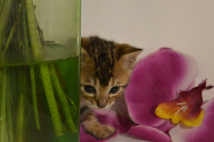 Photo n°14 de Chatterie d'Hanoi à Servian (Éleveur)