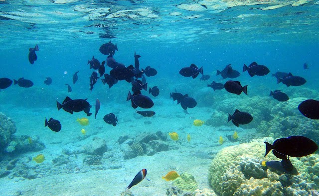 Kahaluu Beach Park