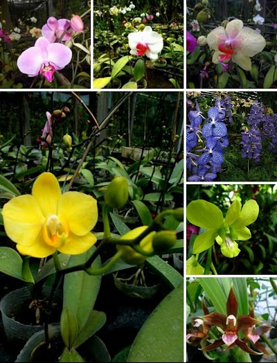 Photos of Kusuma Nursery