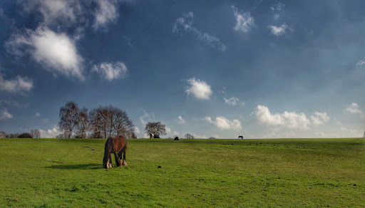 Heath Common - Visual