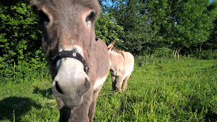 Photo n°13 de Gîtes de la ferme de la Guérie à Coutances (Ferme bio)