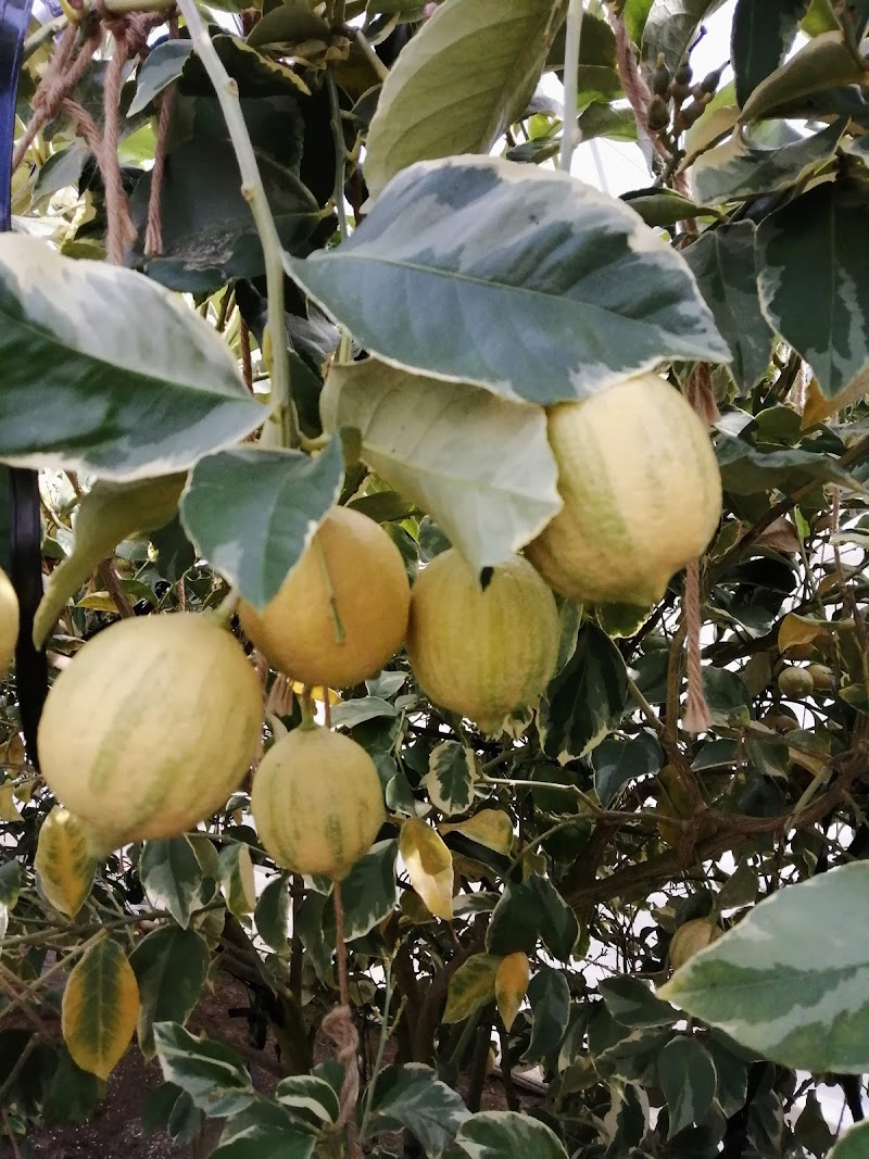 信州レモンのヤナギファーム