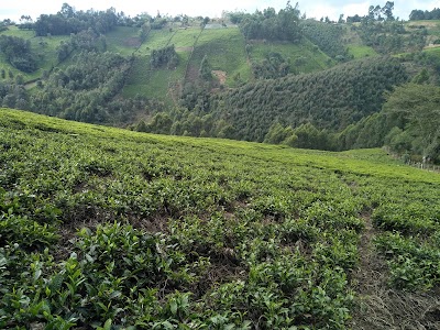 Photos of Gacharage Tea Factory