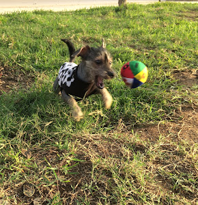 Aristocat Veterinary Clinic 2