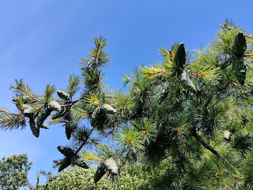 Rucavas dendroloģiskais parks (arboretums)
