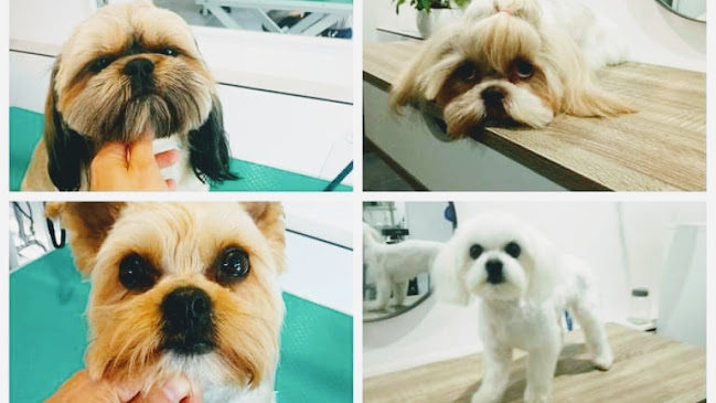 TOP DOG SALON PSICH PIĘKNOŚCI- psi fryzjer