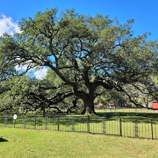Emancipation Oak - Visual