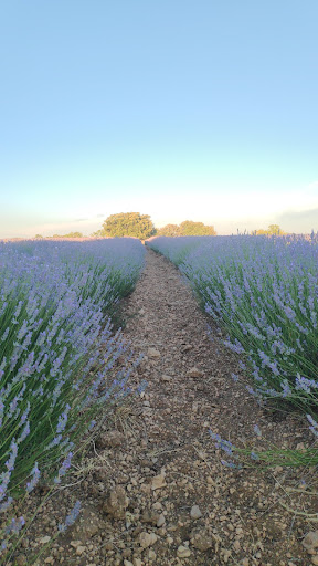 Campo de Lavanda El Marañal - Thumbnail