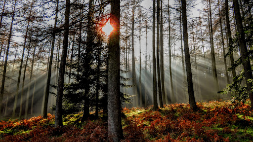Mortimer Forest - Visual