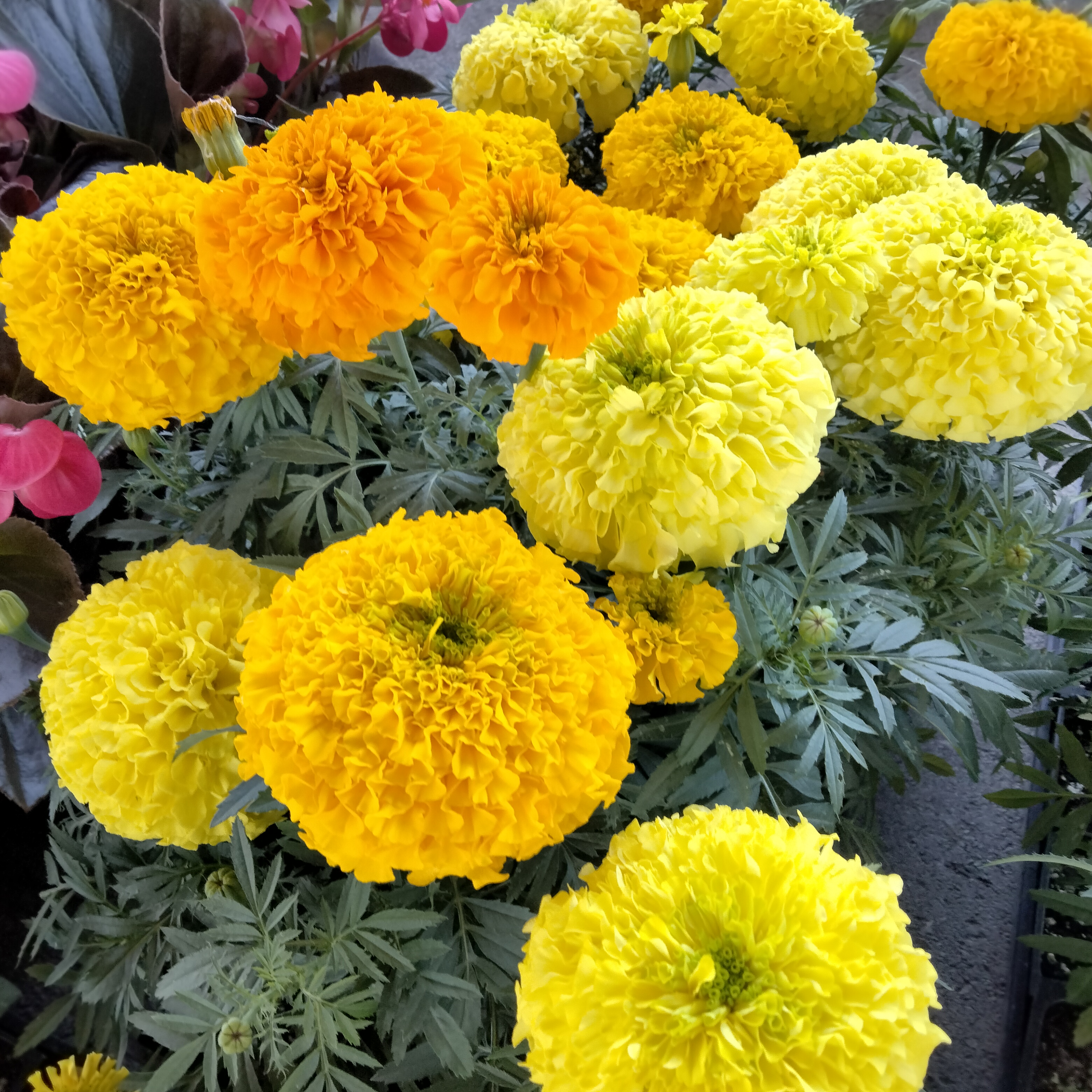 Bain's Greenhouse