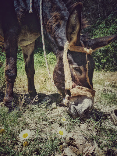 Los Burros De Juanino - Thumbnail