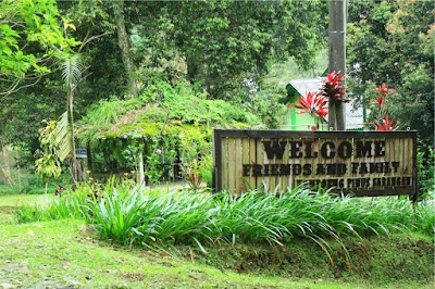 Photos of Pinus kampoeng Sarangan