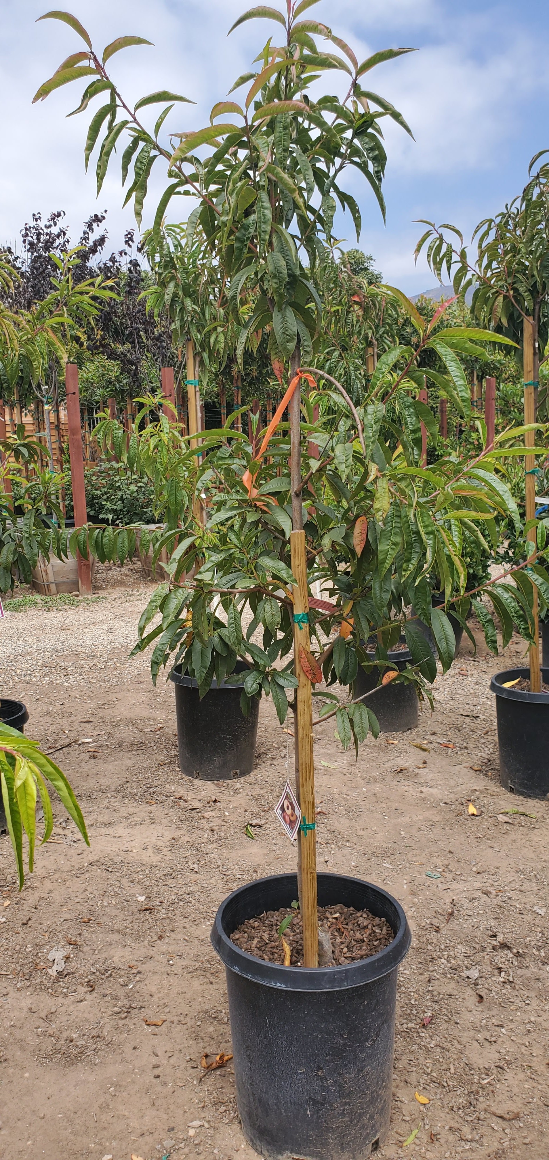 Abe Nursery