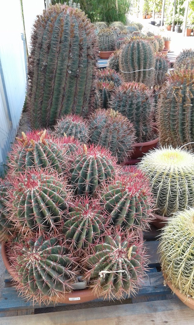 La Ferme aux Cactus Fermeture Jusqu’au 16 Janvier 2018
