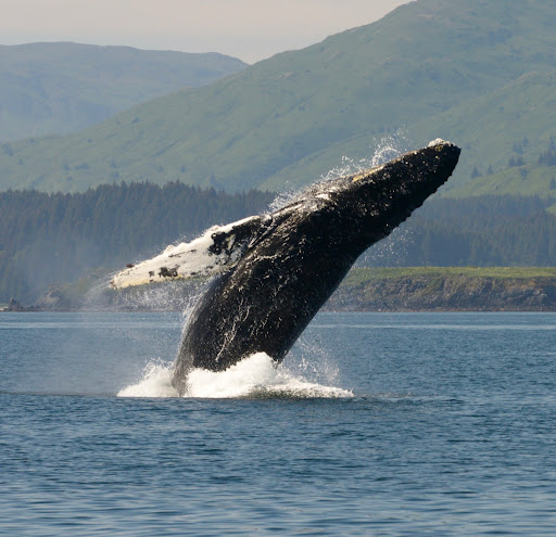 Adventures In Kodiak - Thumbnail