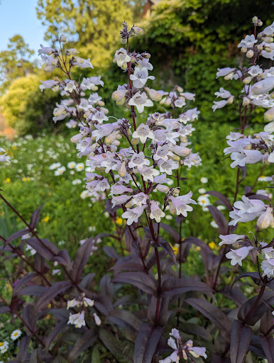 Cranbrook gardens
