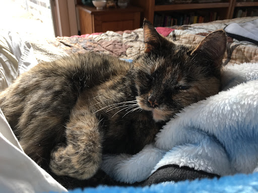 Briar Patch Veterinary Hospital - Thumbnail