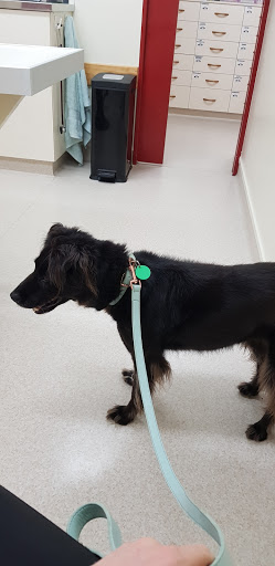 Glendowie - St Heliers Veterinary Clinic - Thumbnail