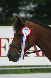 Photo n°17 de LES PONEYS D'EOLE à Cornas (Centre équestre)