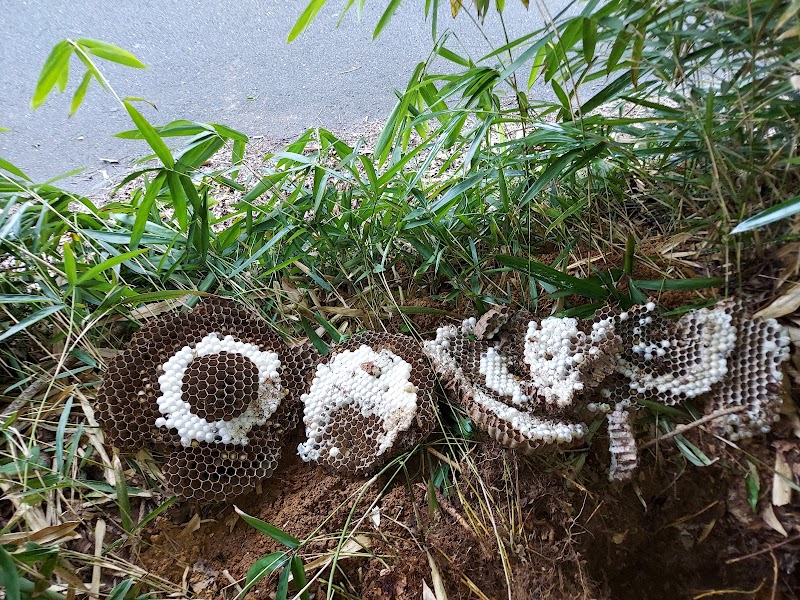 スズメバチ１１０番・南勢養蜂場 【蜂の巣駆除専門】豊明受付所