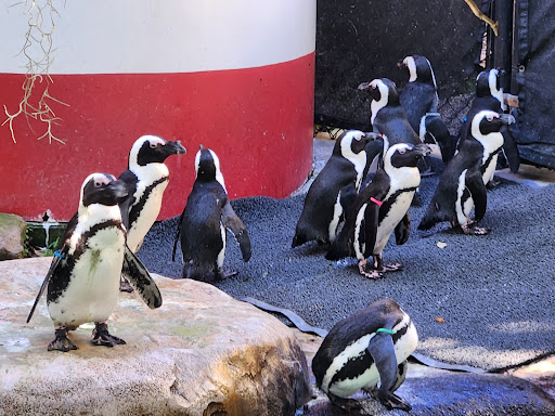 Penguin Beach Gallery - United States