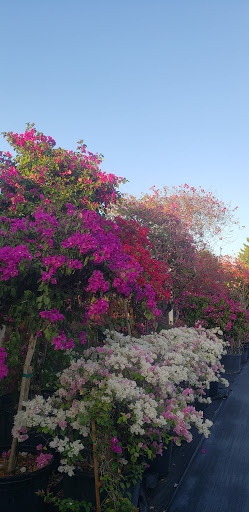 Bougainvilleas.com Inc Gallery - United States